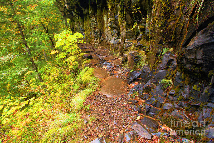 Eagle Creek Rain Forest Trail Photograph by Adam Jewell