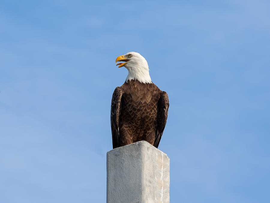 Eagle Cry 2 Photograph by John M Bailey - Fine Art America