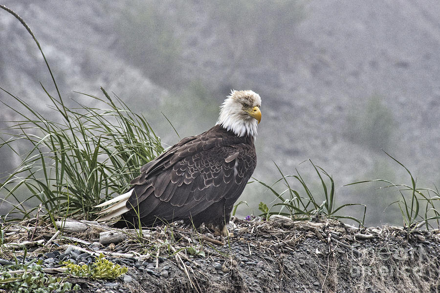 Eagle Photograph by David Arment
