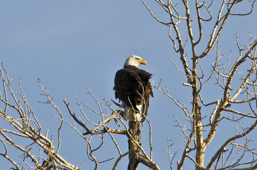 Eagle Photograph by David Armstrong
