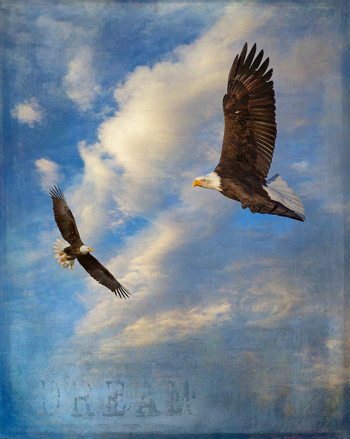 Eagle Dream Photograph by Angie Vogel