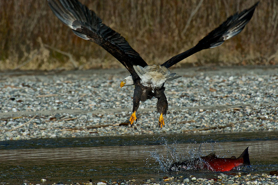 Eagle dropped the salmon Photograph by Hisao Mogi