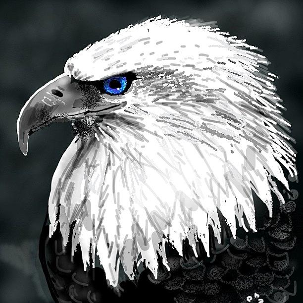 Eagle Photograph - #eagle #eagleds2 #bird #drawsomething2 by David Burles