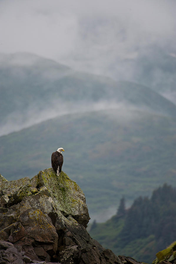 Katmai National Park Photograph - Eagle by Enrique R. Aguirre Aves