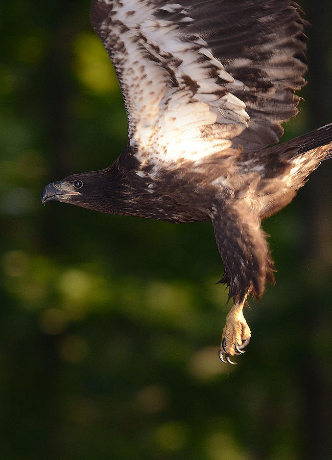 Bald Eagle 2 Sunset, Lake Lucas, North Carolina, Photographic Print 