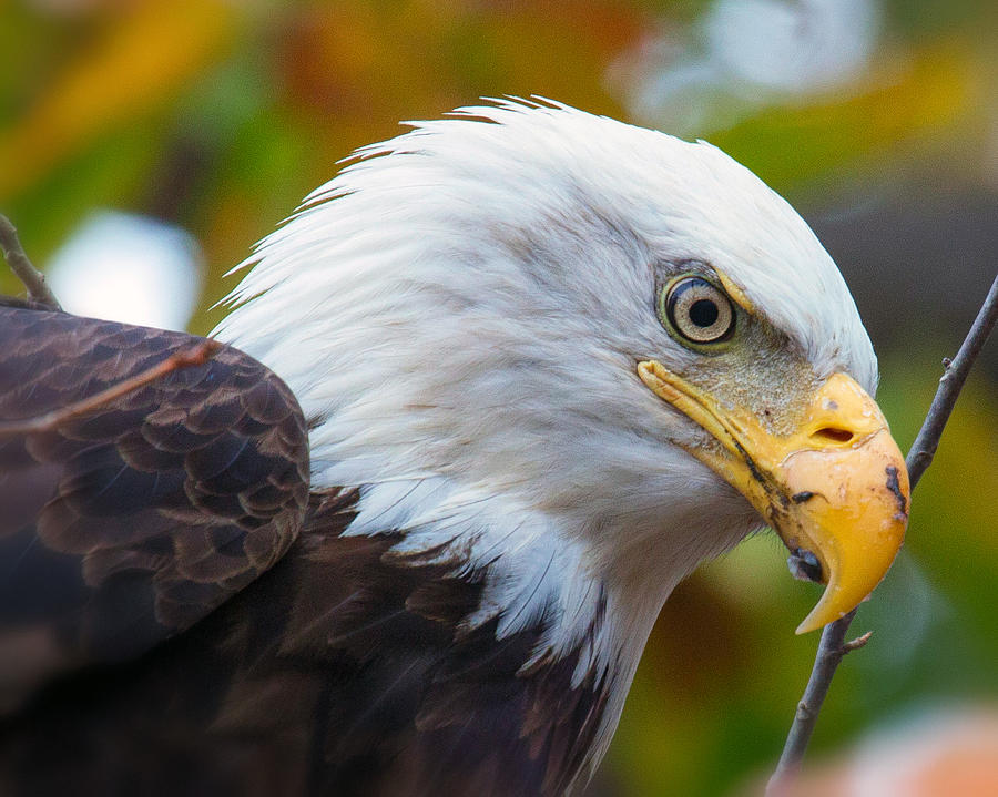 Eagle Eye Photograph by Alan Raasch