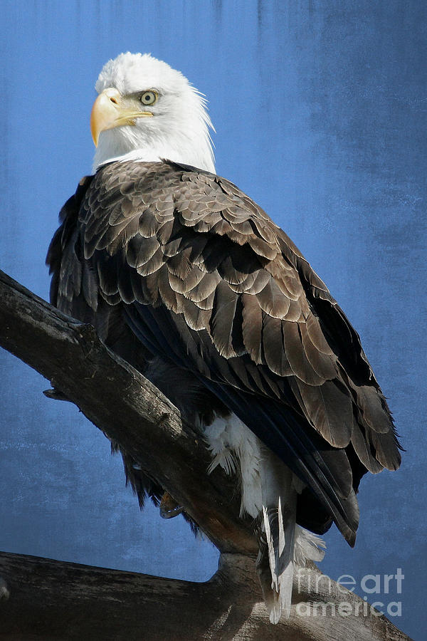 Eagle Photograph - Eagle Eye by Bob Hislop