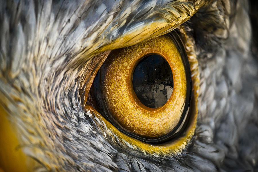 Eagle Eye Photograph by Brian Archer - Fine Art America