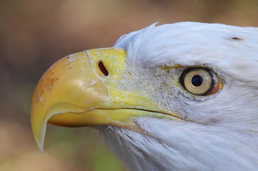 Eagle Photograph - Eagle Eye by Bruce J Robinson