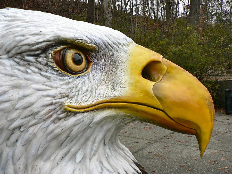 Eagle Eye Photograph by Jean Wright