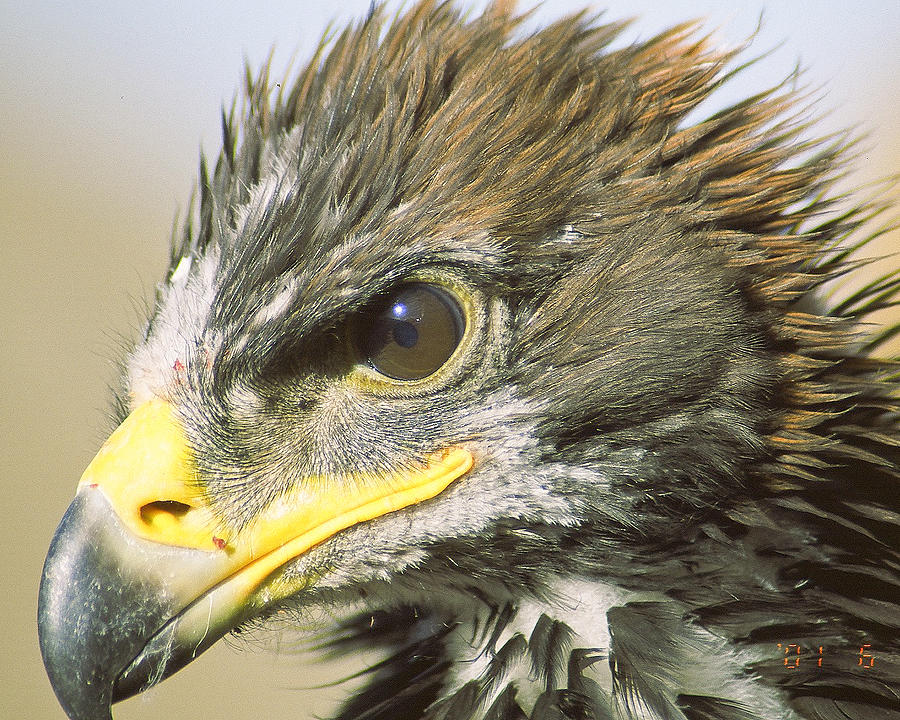 Desert Photograph - Eagle Eye by Jim Snyder