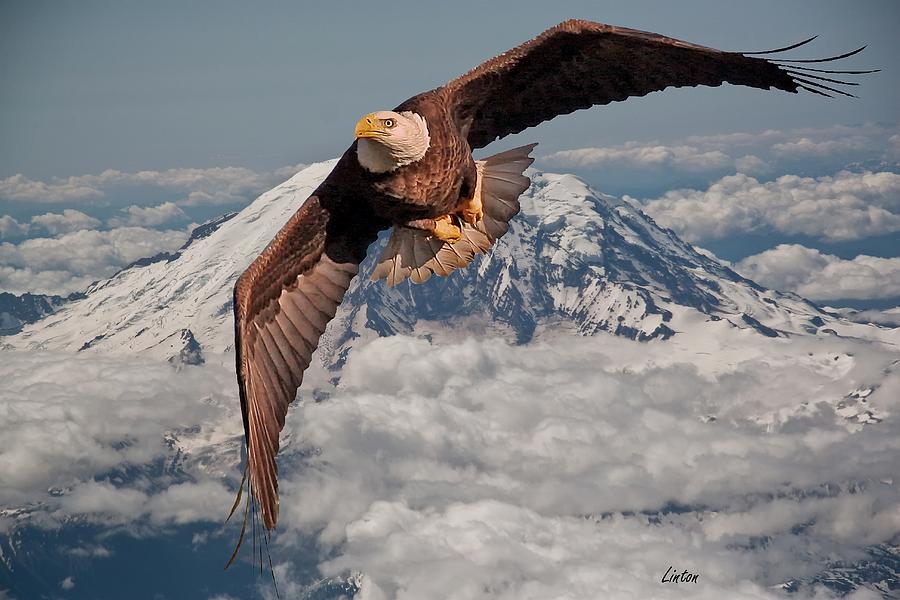 Eagle Eye Photograph by Larry Linton