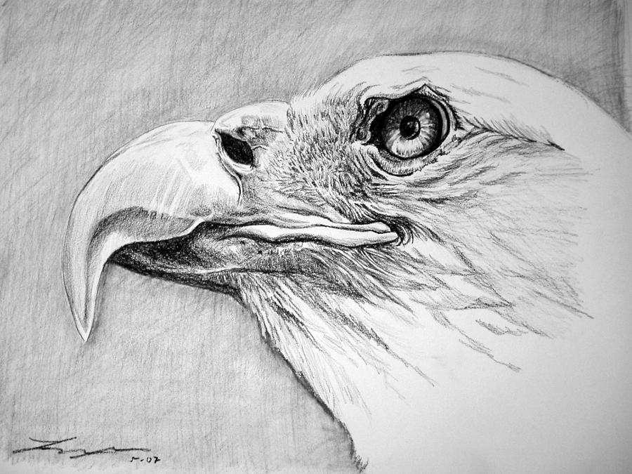 Eagle Eye Drawing by Lindsay Simmons Fine Art America