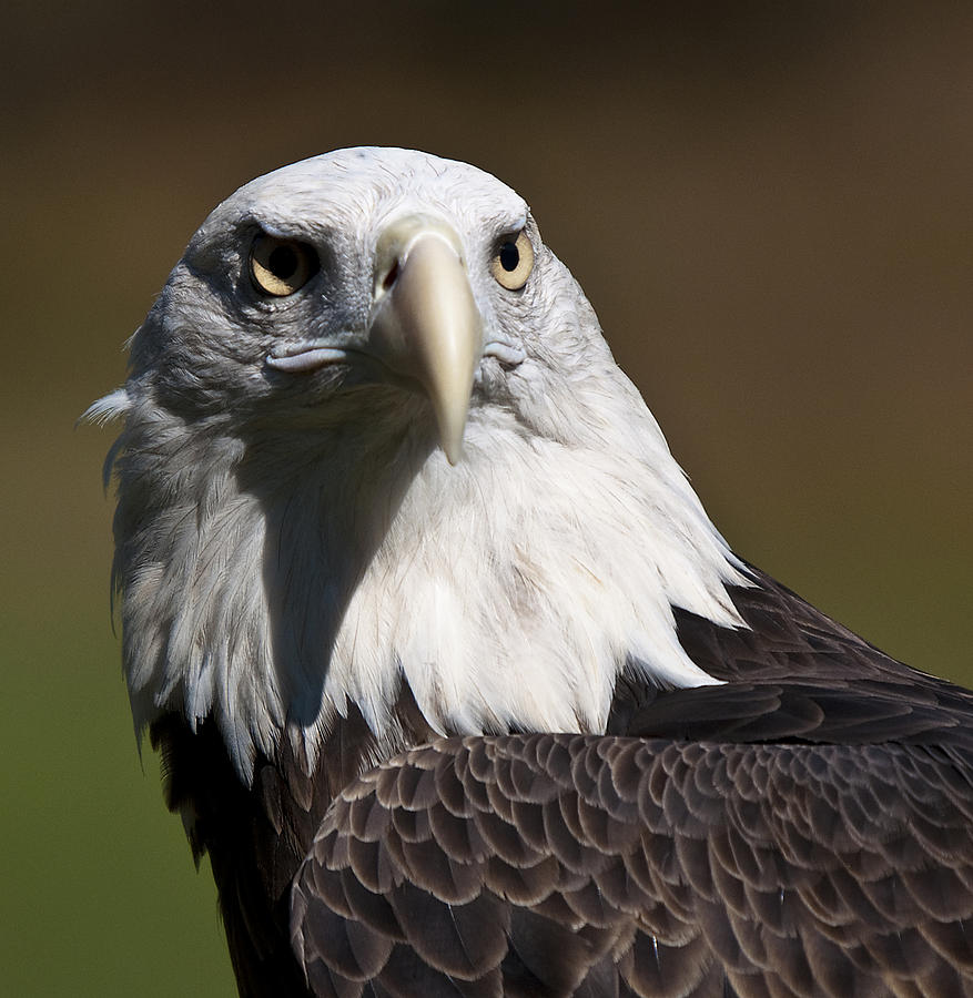 reynosa eagle eye