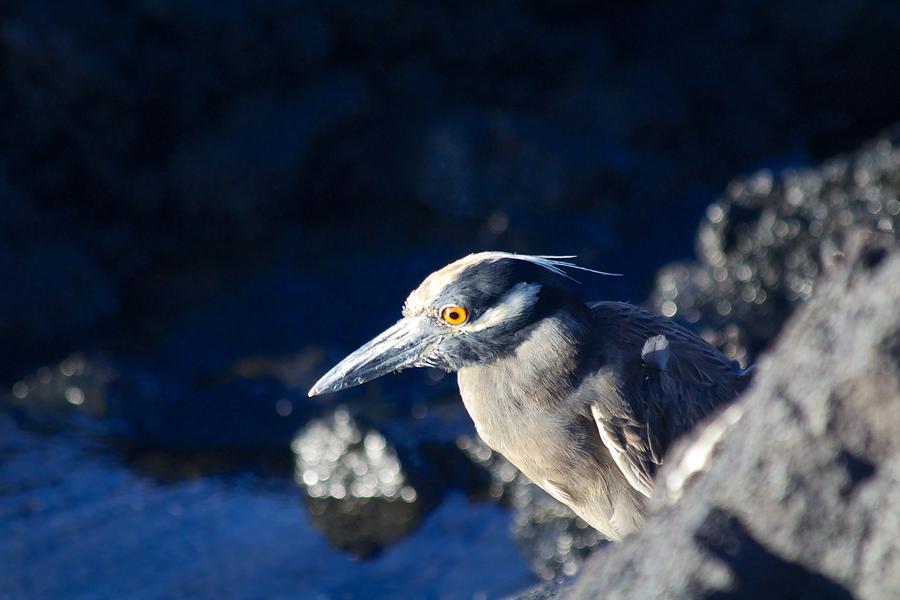 Eagle Eyed Galapagos Heron Photograph by Allan Morrison