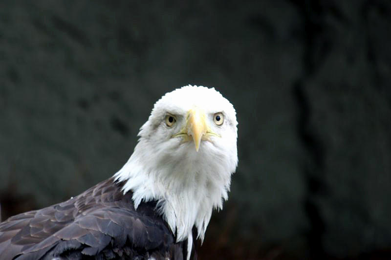 Eagle Photograph - Eagle Eyed by Mark Schoenfelt
