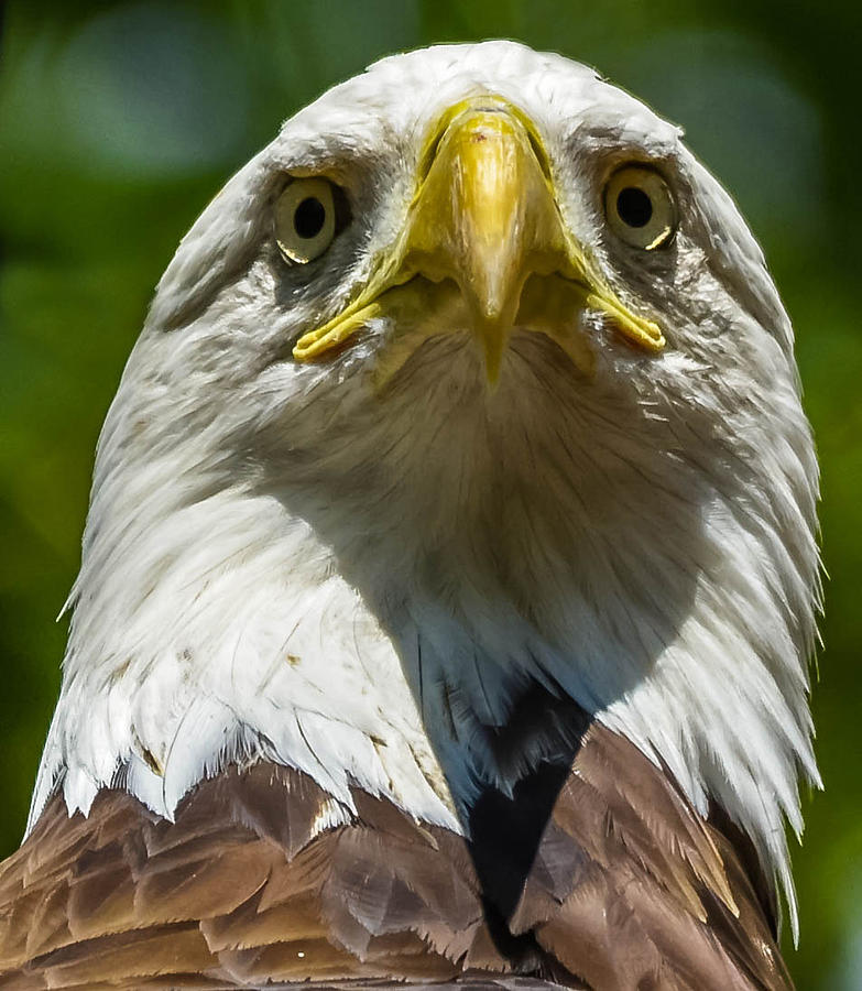 Eagle eyes Photograph by Brian Stevens