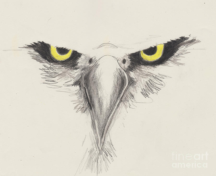 Eagle Eyes Drawing by David Jackson