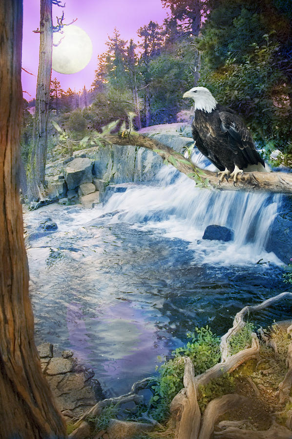 Animal Photograph - Eagle Falls by MGL Meiklejohn Graphics Licensing