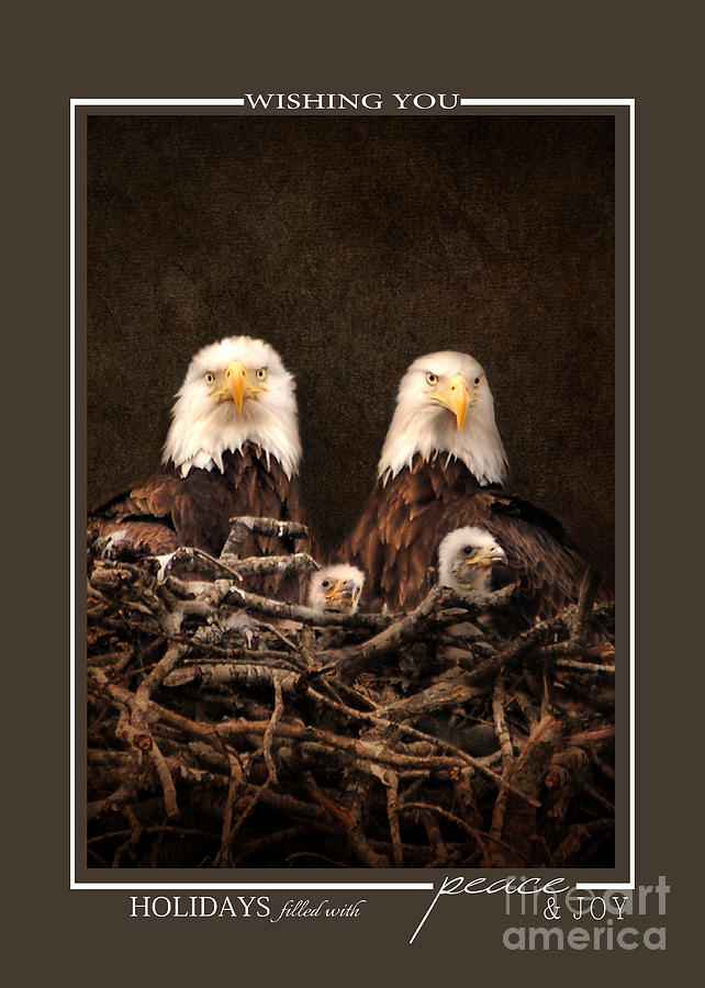 Eagle Family Wildlife Christmas Cards Photograph by Jai Johnson