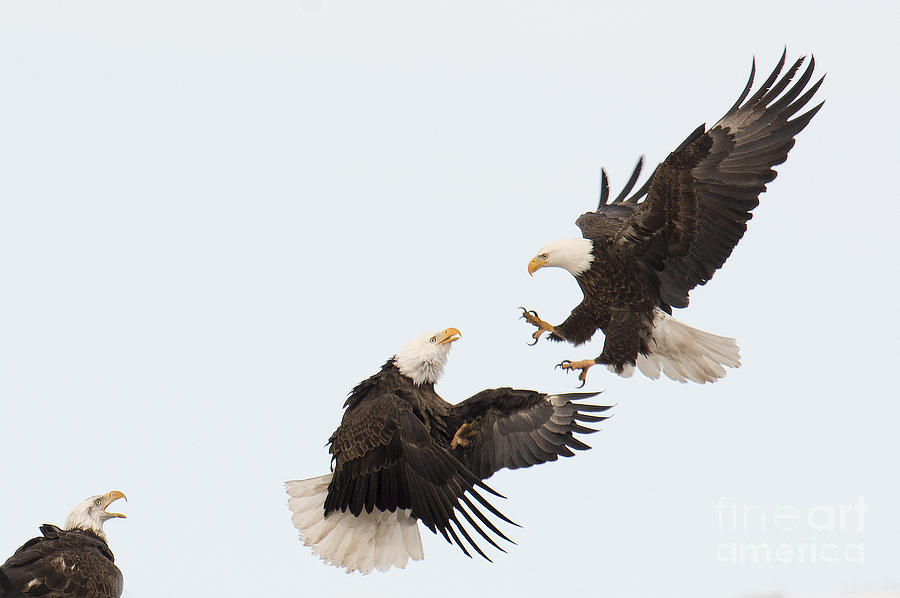 Eagle Fight Photograph by Deby Dixon