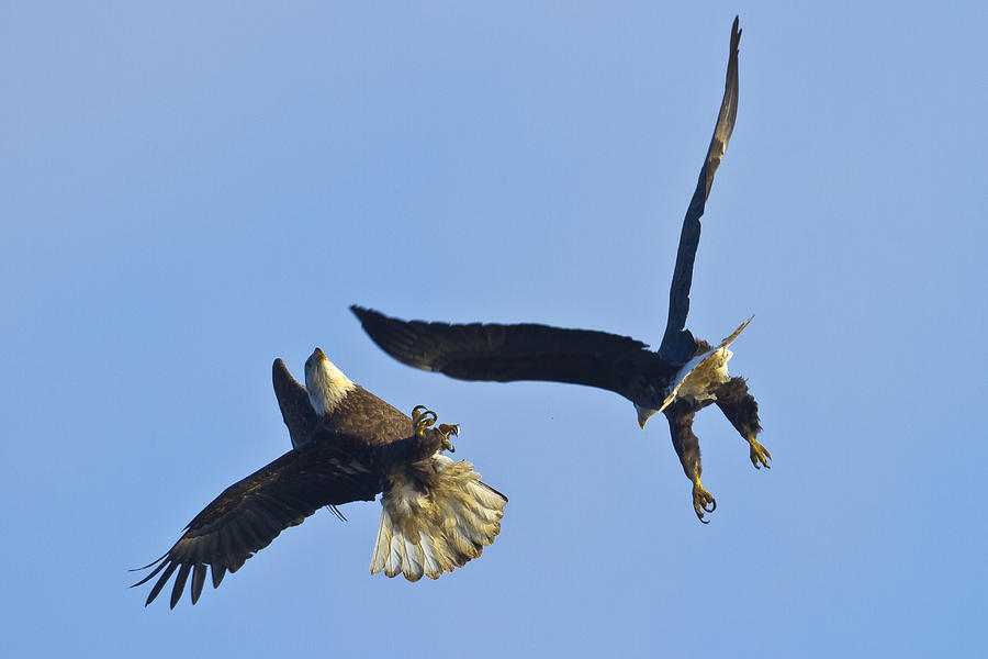 Eagle Fight Photograph by Jack R Perry