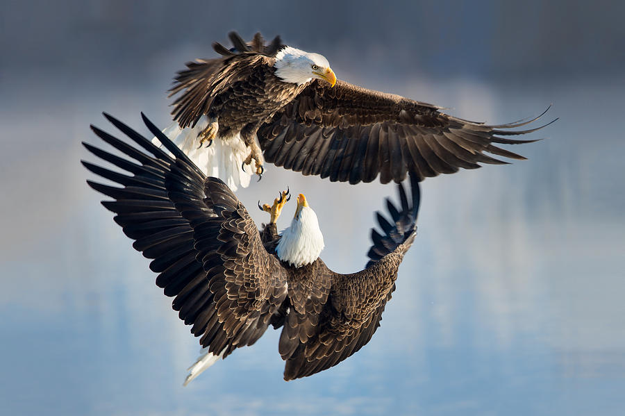 Eagle Fight Photograph by Michael Ash