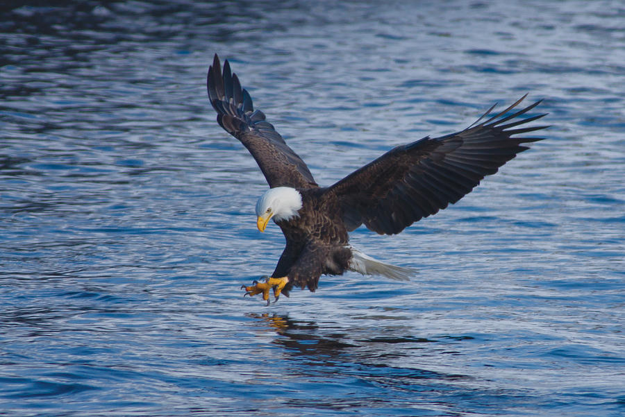 Eagle Fishing Photograph by Larry Bohlin