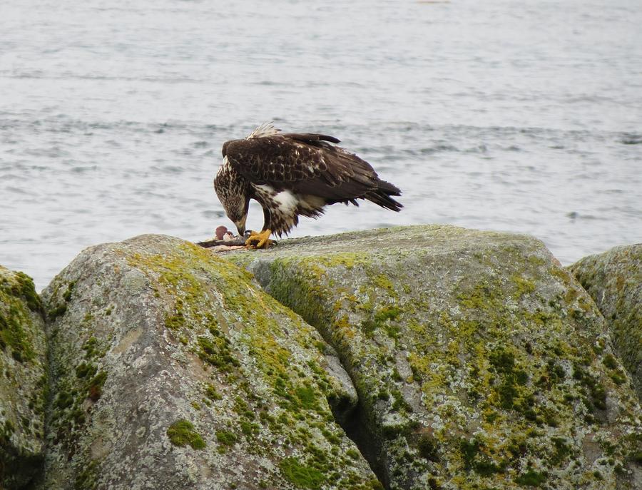 Eagle Fledging Photograph by Vijay Sharon Govender