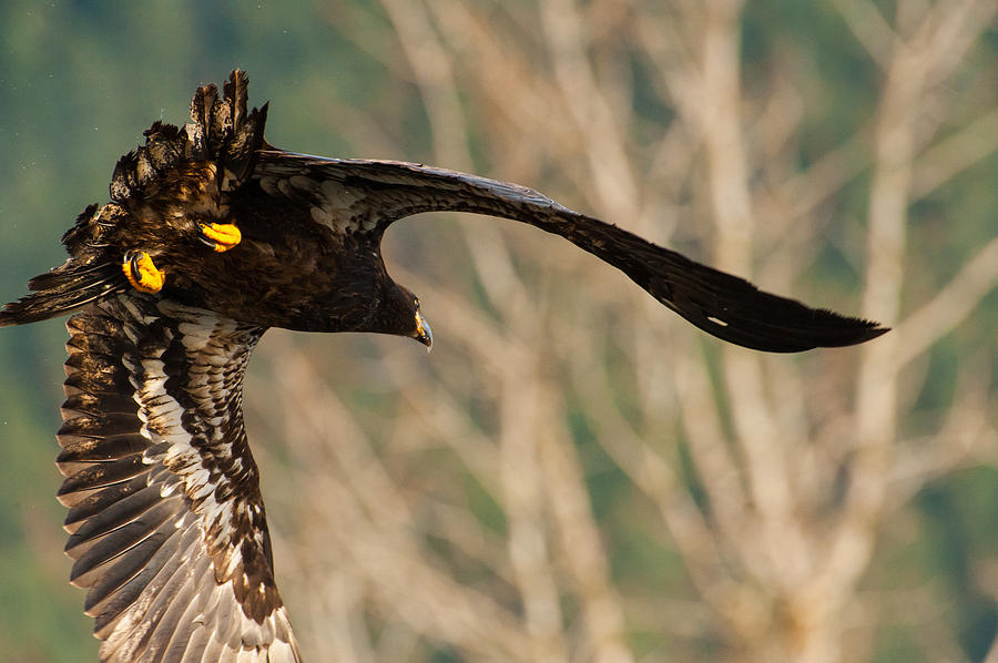 Eagle flight-10 Photograph by Hisao Mogi
