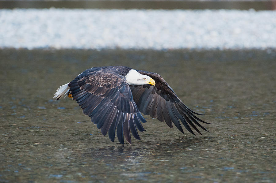 Eagle flight-2 Photograph by Hisao Mogi