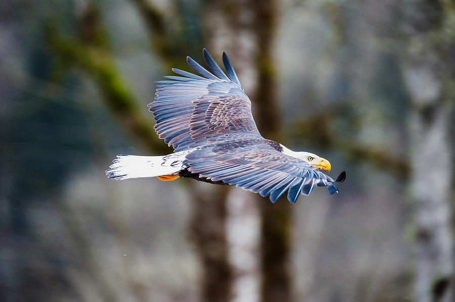 Eagle flight-3 Photograph by Hisao Mogi