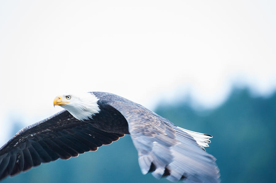 Eagle flight-4 Photograph by Hisao Mogi