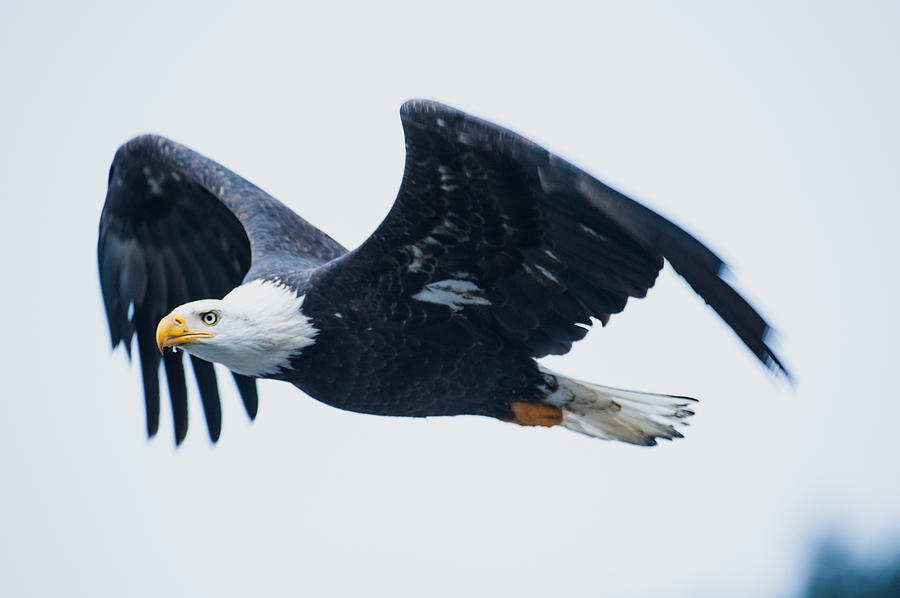 Eagle flight-5 Photograph by Hisao Mogi