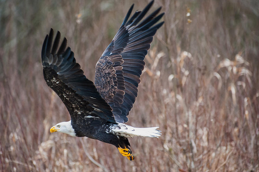 Eagle flight-6 Photograph by Hisao Mogi