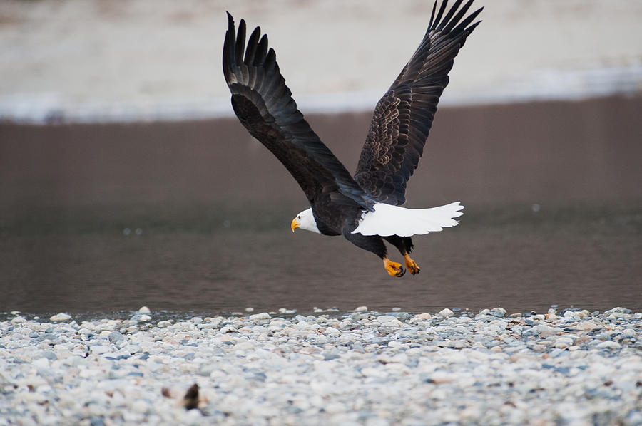 Eagle flight-9 Photograph by Hisao Mogi