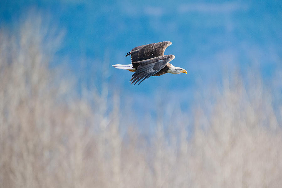 Eagle flight Photograph by Hisao Mogi