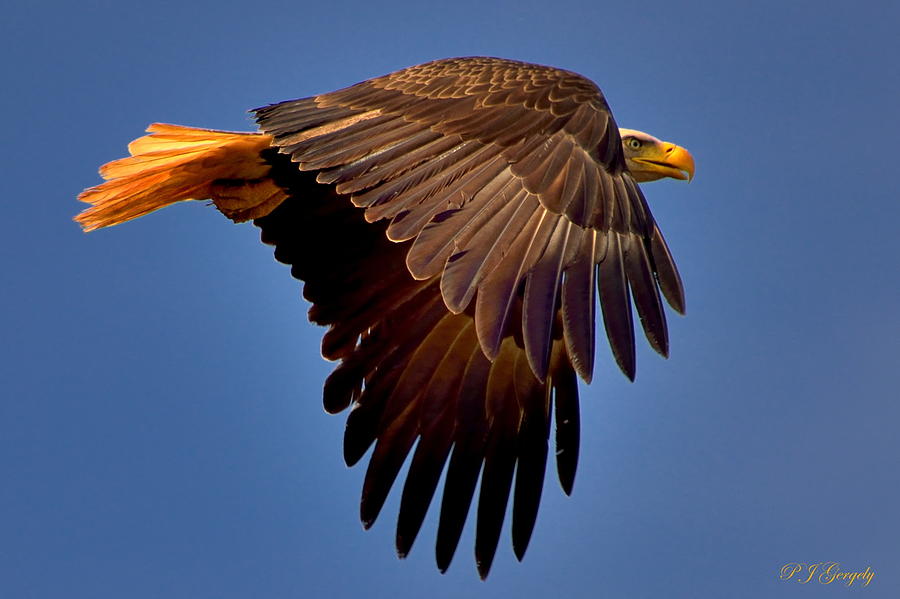 Eagle Flight Photograph by P J Gergely - Fine Art America