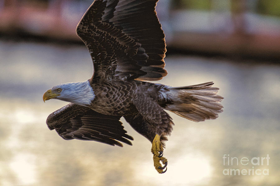 Eagle flying close Photograph by Dan Friend