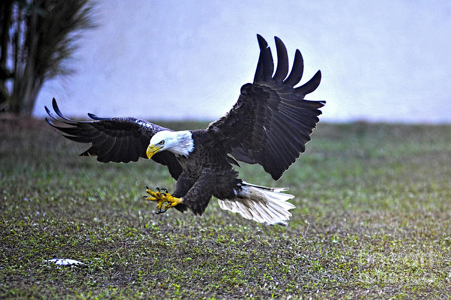 Eagle flying in to get dead fish on lawn Photograph by Dan Friend Eagle flying in to get dead fish on lawn Photograph by Dan Friend