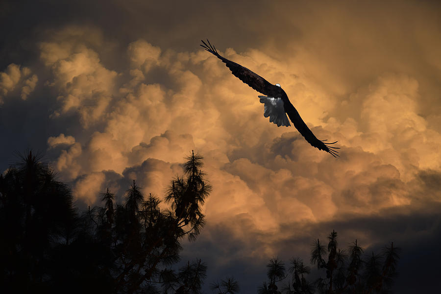 Eagle Flying Into The Storm Photograph by Frank Wilson