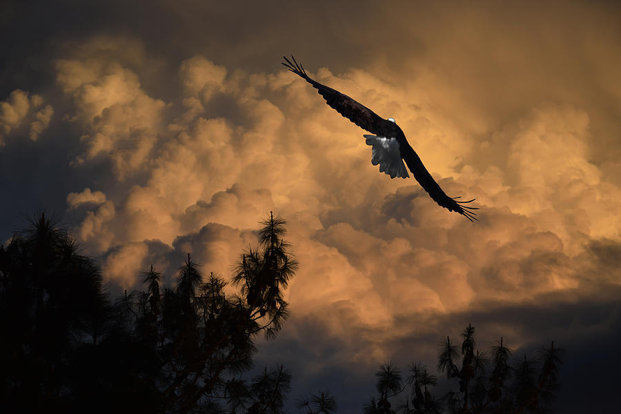 Eagle Flying In The Storm