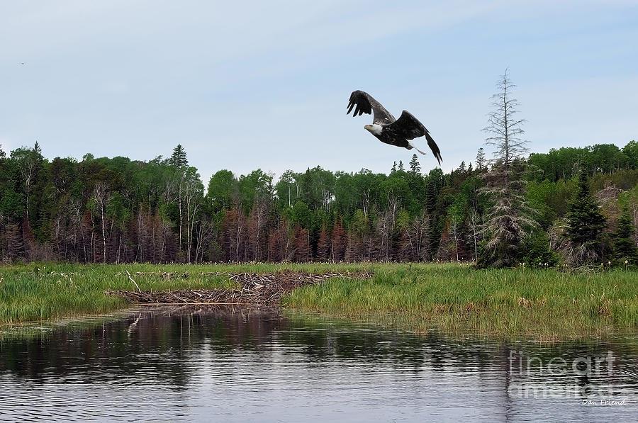 Eagle flying over beaver dam Photograph by Dan Friend