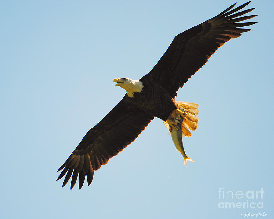 Eagle Flying With Fish III Photograph by Jai Johnson