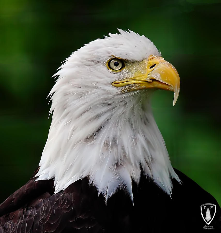 Eagle Gaze Photograph by Evergreen Photography - Fine Art America