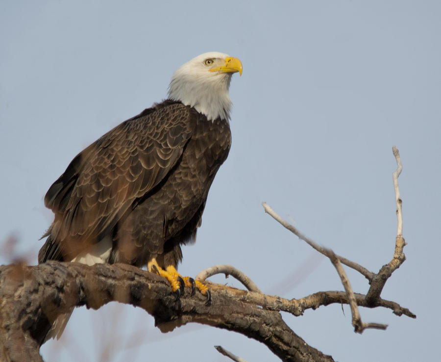 Eagle Gaze Photograph by Sharon Olk - Fine Art America