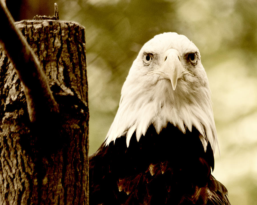 Eagle Photograph by Gene Tatroe
