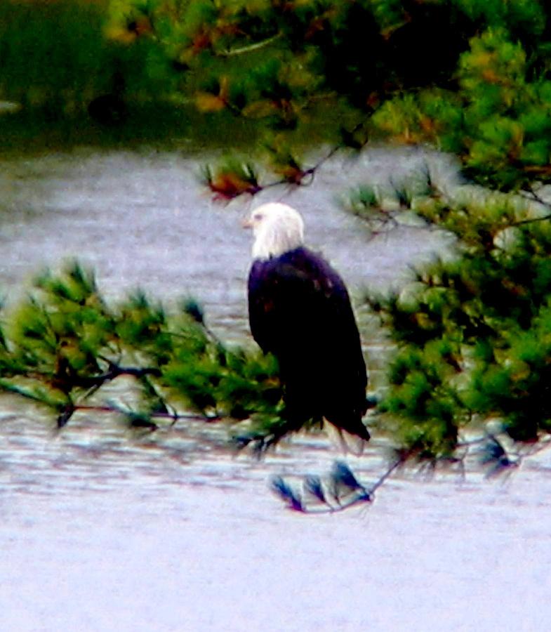 Nature Photograph - Eagle Greeting Card by Will Boutin Photos