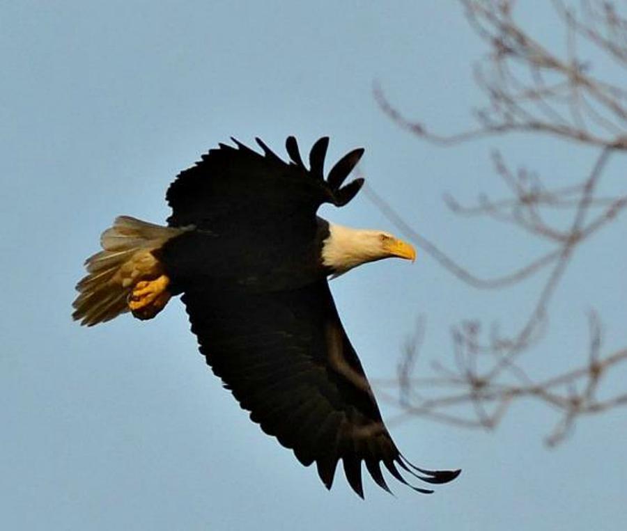 Nature Photograph - Eagle  by Haleigh Romero