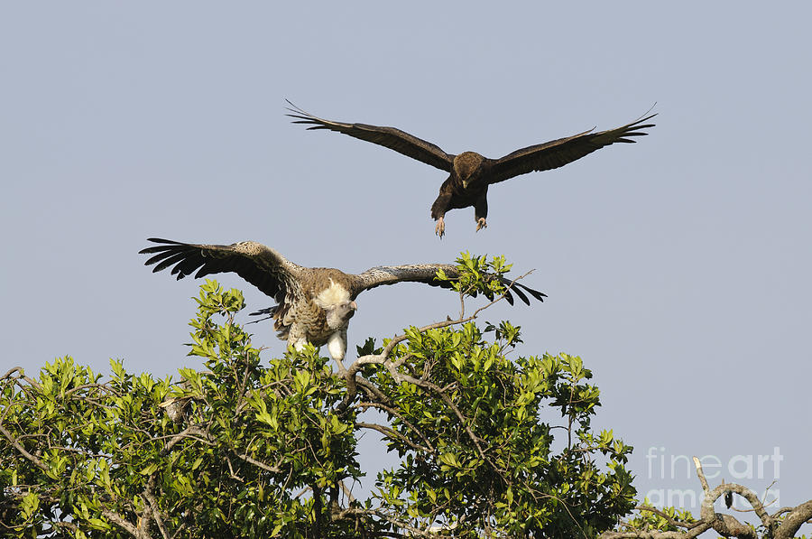 Eagle Photograph - Eagle Harasses A Vulture by John Shaw